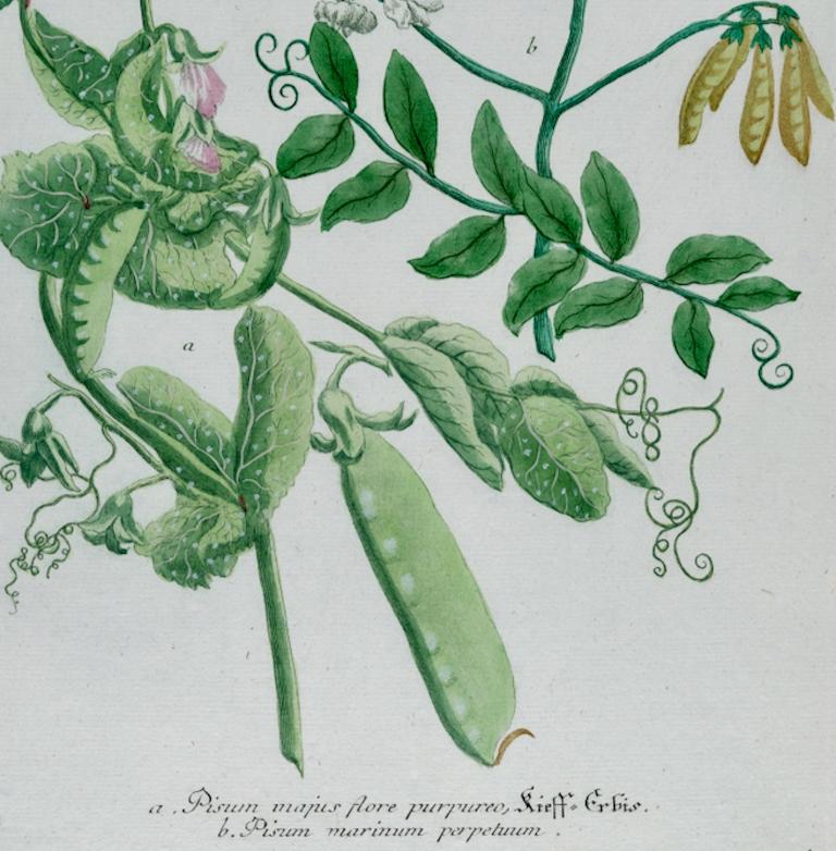Pois de jardin à fleurs : Gravure botanique colorée à la main par Weinmann au 18e C. - Gris Landscape Print par Johann Wilhelm Weinmann
