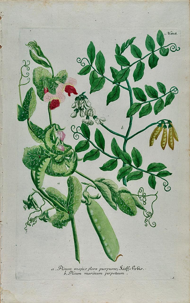 Flowering Garden Pea Plant: 18th C. Hand-colored Botanical Engraving by Weinmann