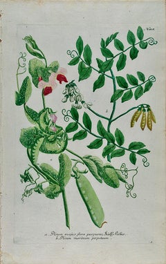 Flowering Garden Pea Plant: 18th C. Hand-colored Botanical Engraving by Weinmann