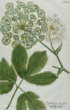Flowering Masterwort Plant: 18th C. Hand-colored Botanical Weinmann Engraving