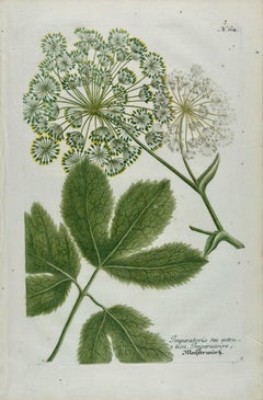 Flowering Masterwort Plant: 18th C. Hand-colored Botanical Weinmann Engraving