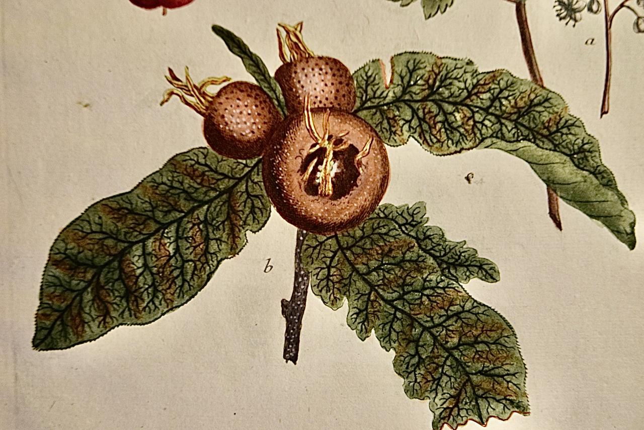Dieser handkolorierte botanische Schabkunst- und Strichstich von Johann Wilhelm Weinmann (1683-1741) trägt den Titel 