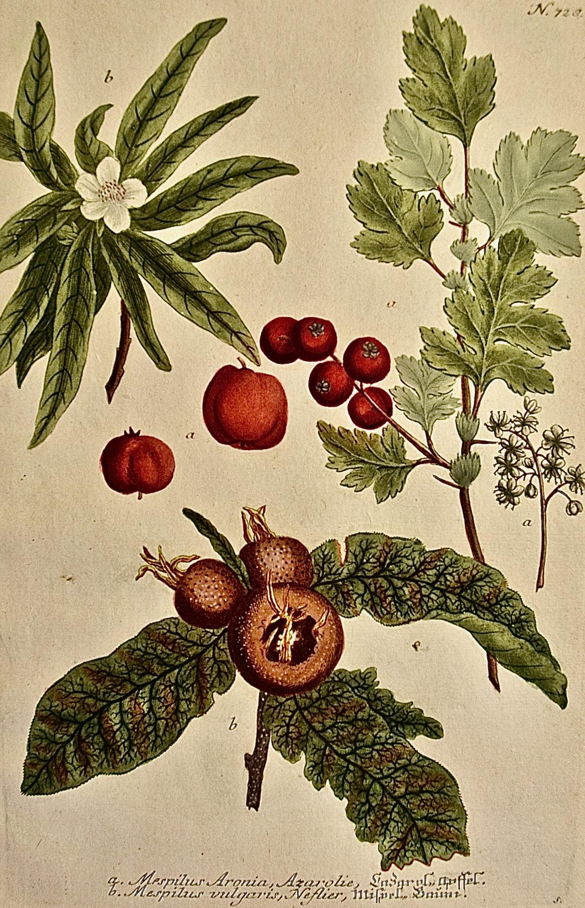 Blumen blühender Medlarbaum: Eine handkolorierte botanische Gravur aus dem 18. Jahrhundert von Weinmann – Print von Johann Wilhelm Weinmann