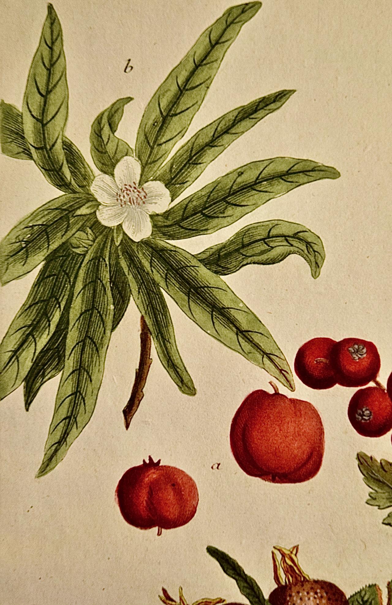 Blumen blühender Medlarbaum: Eine handkolorierte botanische Gravur aus dem 18. Jahrhundert von Weinmann (Naturalismus), Print, von Johann Wilhelm Weinmann