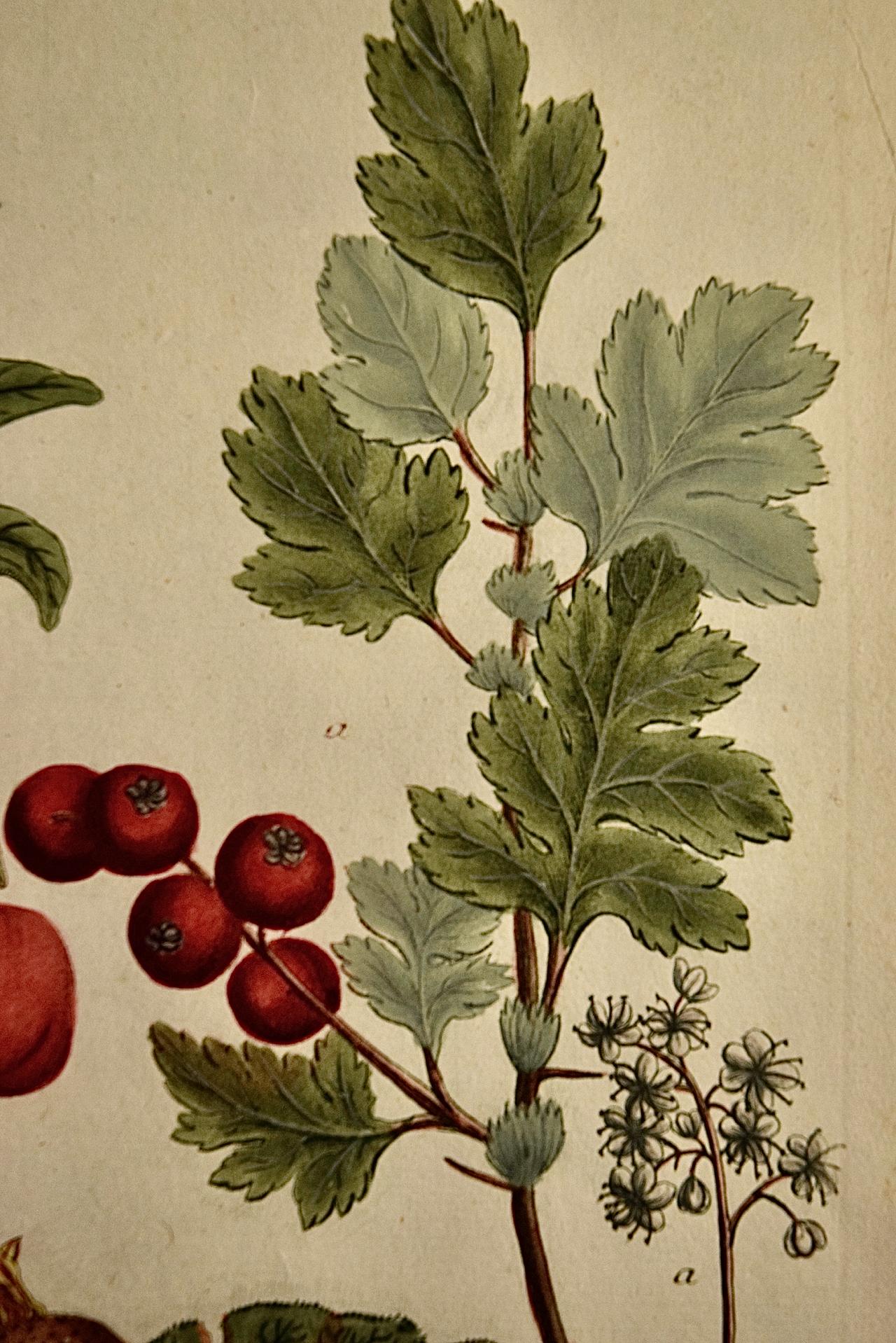 Blumen blühender Medlarbaum: Eine handkolorierte botanische Gravur aus dem 18. Jahrhundert von Weinmann (Beige), Landscape Print, von Johann Wilhelm Weinmann