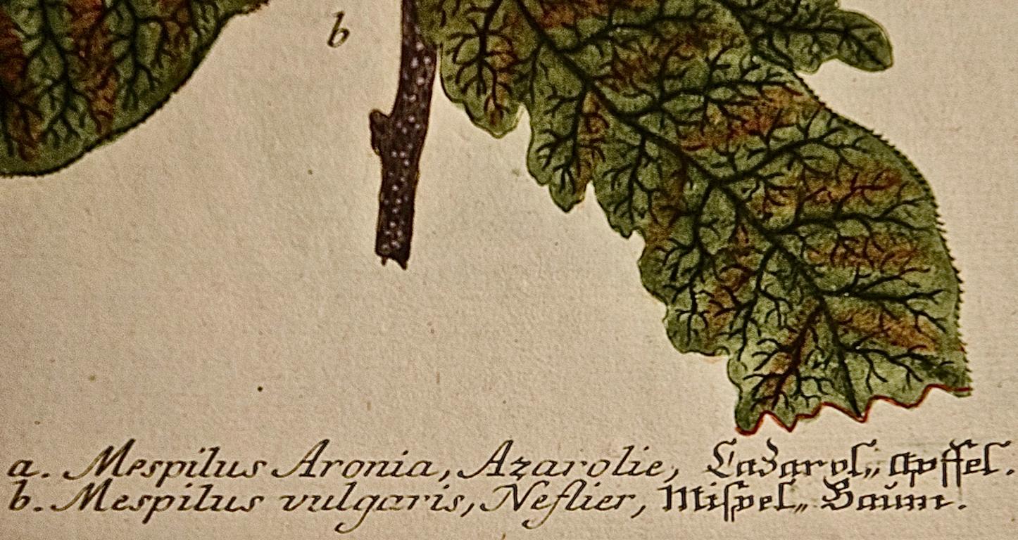Blumen blühender Medlarbaum: Eine handkolorierte botanische Gravur aus dem 18. Jahrhundert von Weinmann im Angebot 1
