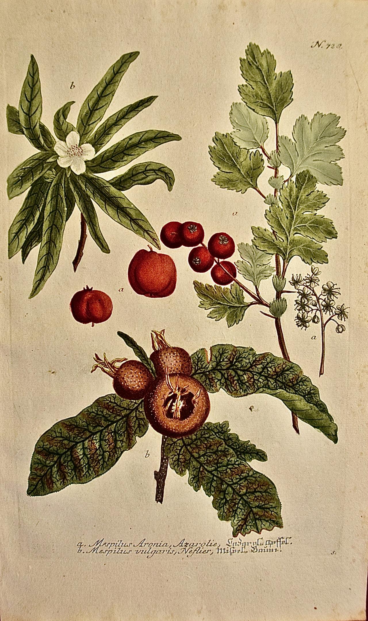 Johann Wilhelm Weinmann Landscape Print – Blumen blühender Medlarbaum: Eine handkolorierte botanische Gravur aus dem 18. Jahrhundert von Weinmann