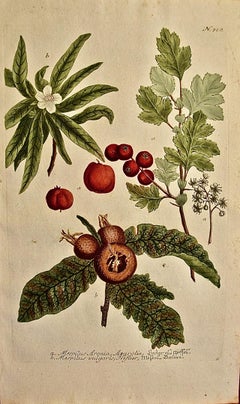 Flowering Medlar Tree: An 18th C. Hand-colored Botanical Engraving by Weinmann