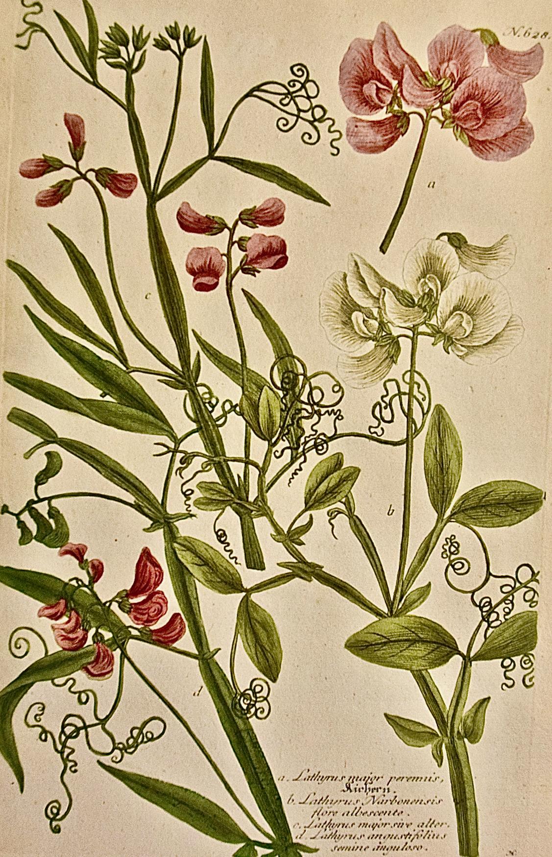 Flowering Pea Plant: An 18th C. Hand-colored Botanical Engraving by J. Weinmann - Print by Johann Wilhelm Weinmann