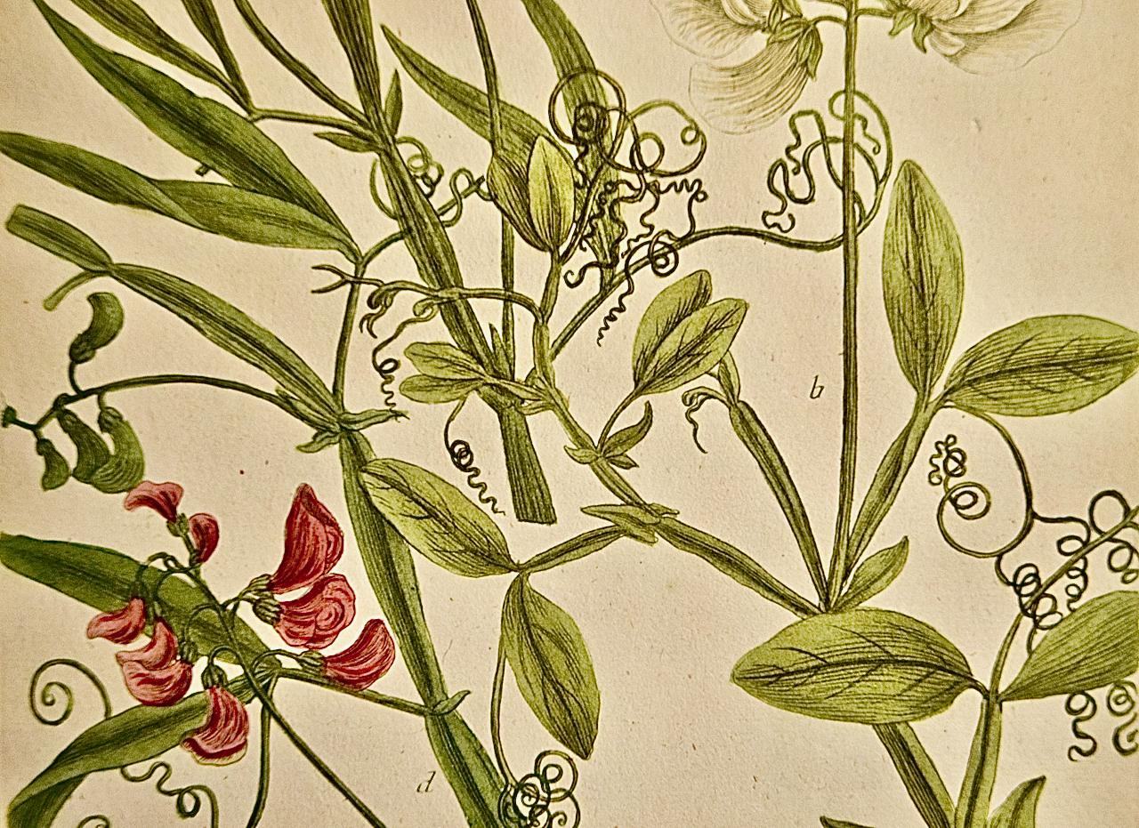Flowering Pea Plant: An 18th C. Hand-colored Botanical Engraving by J. Weinmann - Naturalistic Print by Johann Wilhelm Weinmann