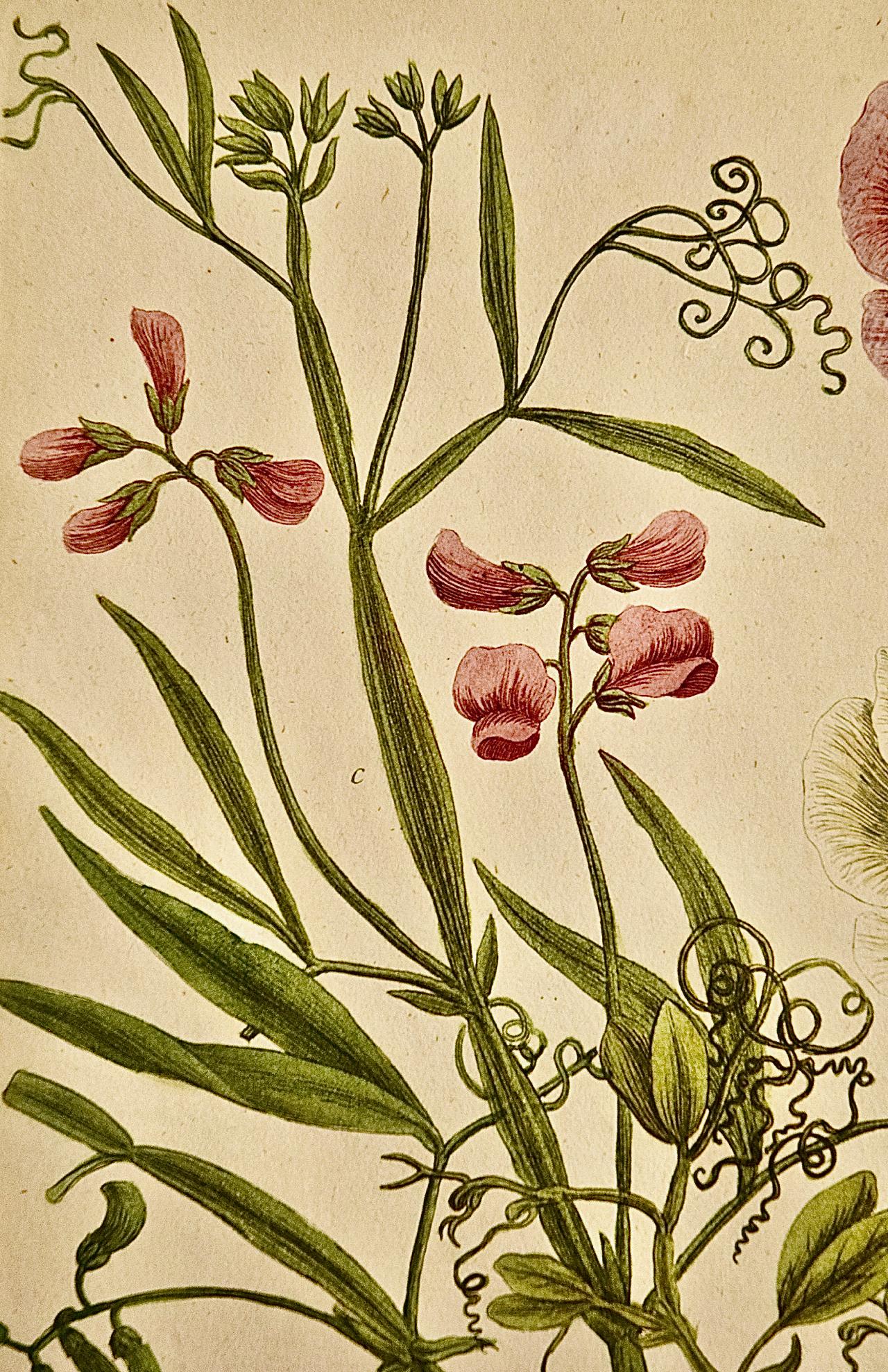 This hand-colored botanical mezzotint and line engraving by Johann Wilhelm Weinmann (1683-1741) is entitled 
