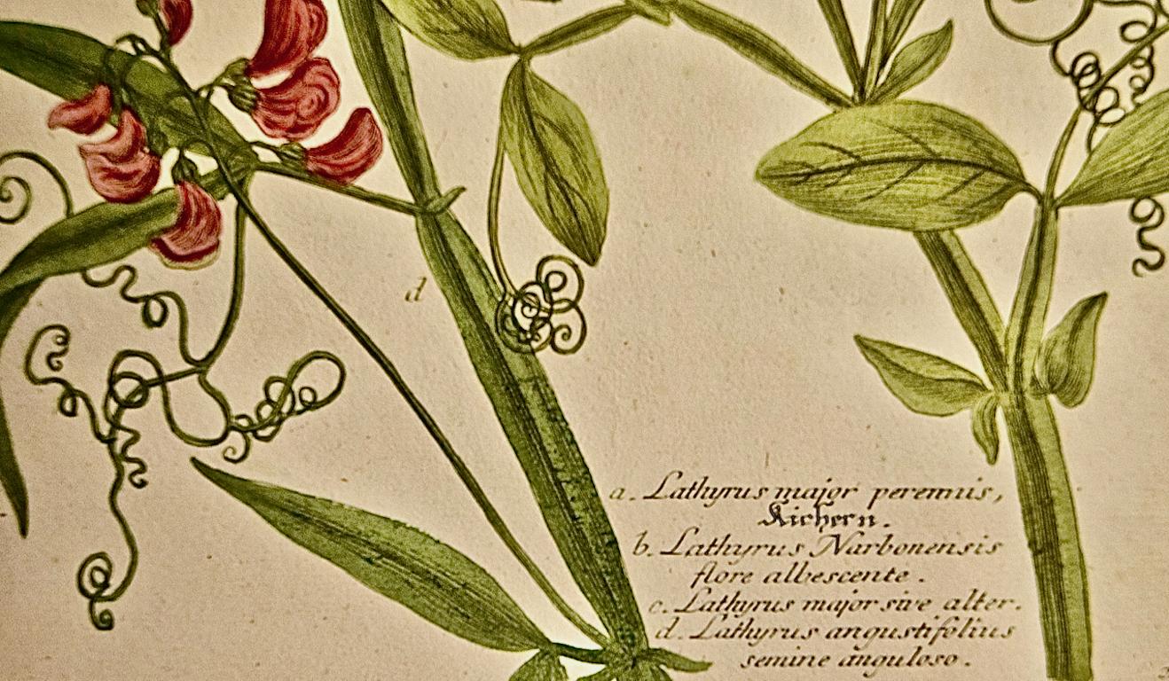 Flowering Pea Plant: An 18th C. Hand-colored Botanical Engraving by J. Weinmann For Sale 1