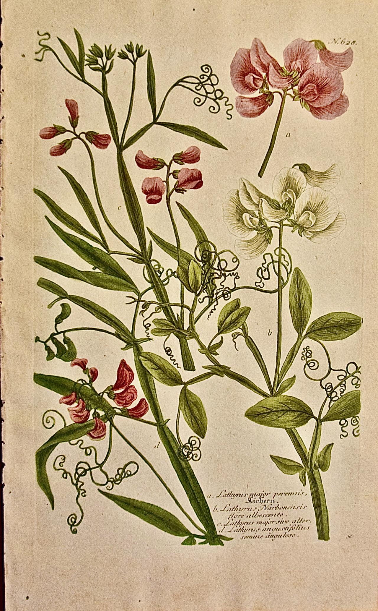 Guisante en flor: Un grabado botánico coloreado a mano del siglo XVIII por J. Weinmann
