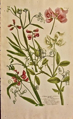 Flowering Pea Plant: An 18th C. Hand-colored Botanical Engraving by J. Weinmann