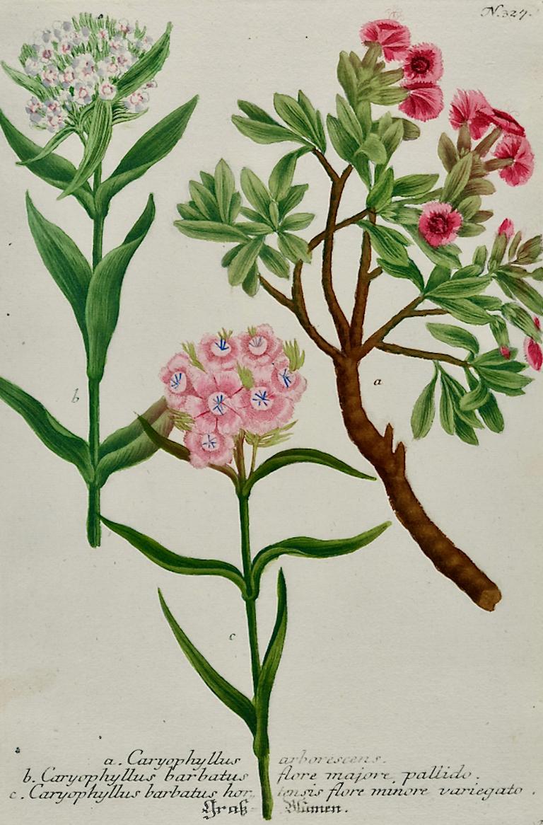 Plante à fleurs William Williams : Gravure botanique Weinmann colorée à la main du 18ème C. - Print de Johann Wilhelm Weinmann