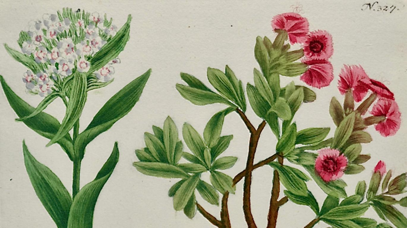 Plante à fleurs William Williams : Gravure botanique Weinmann colorée à la main du 18ème C. - Naturalisme Print par Johann Wilhelm Weinmann
