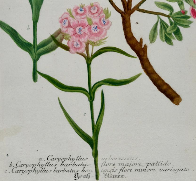 Plante à fleurs William Williams : Gravure botanique Weinmann colorée à la main du 18ème C. - Gris Landscape Print par Johann Wilhelm Weinmann
