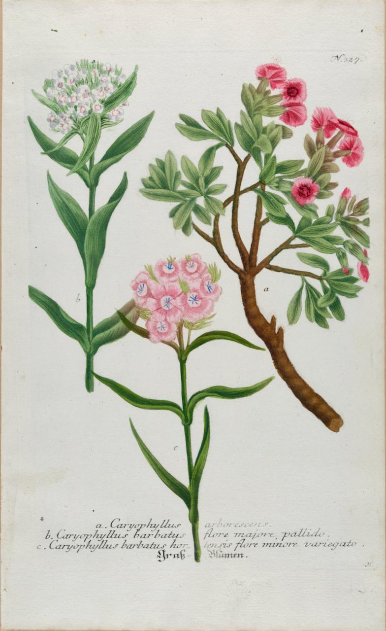 Floración de la planta William Plante: Grabado botánico Weinmann del siglo XVIII coloreado a mano