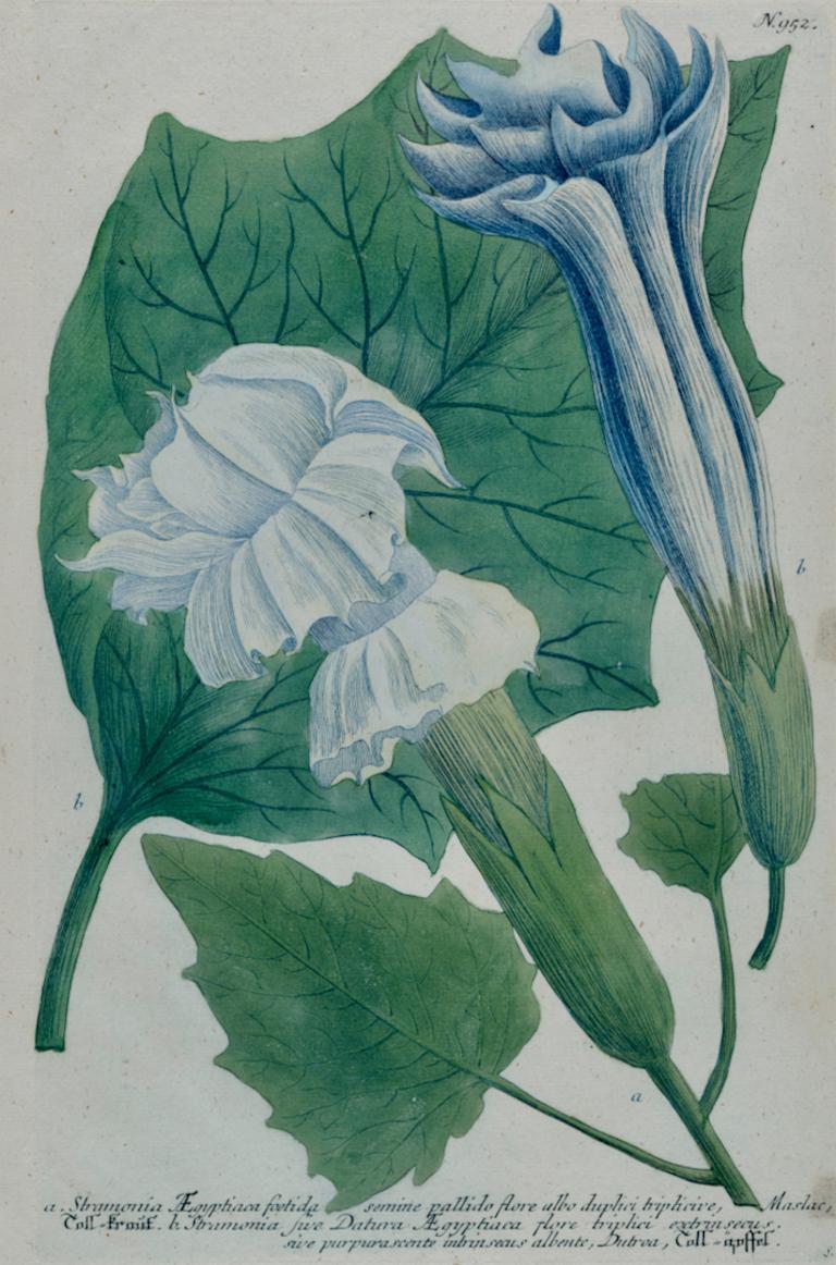 Jardinière trompette fleurie : gravure botanique colorée à la main par Weinmann, 18e siècle - Print de Johann Wilhelm Weinmann