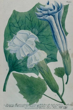 Blumen blühende Trompetenpflanze: 18. Jahrhundert. Handkolorierte botanische Gravur von Weinmann