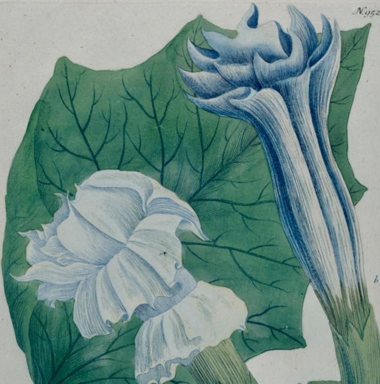 Jardinière trompette fleurie : gravure botanique colorée à la main par Weinmann, 18e siècle - Naturalisme Print par Johann Wilhelm Weinmann