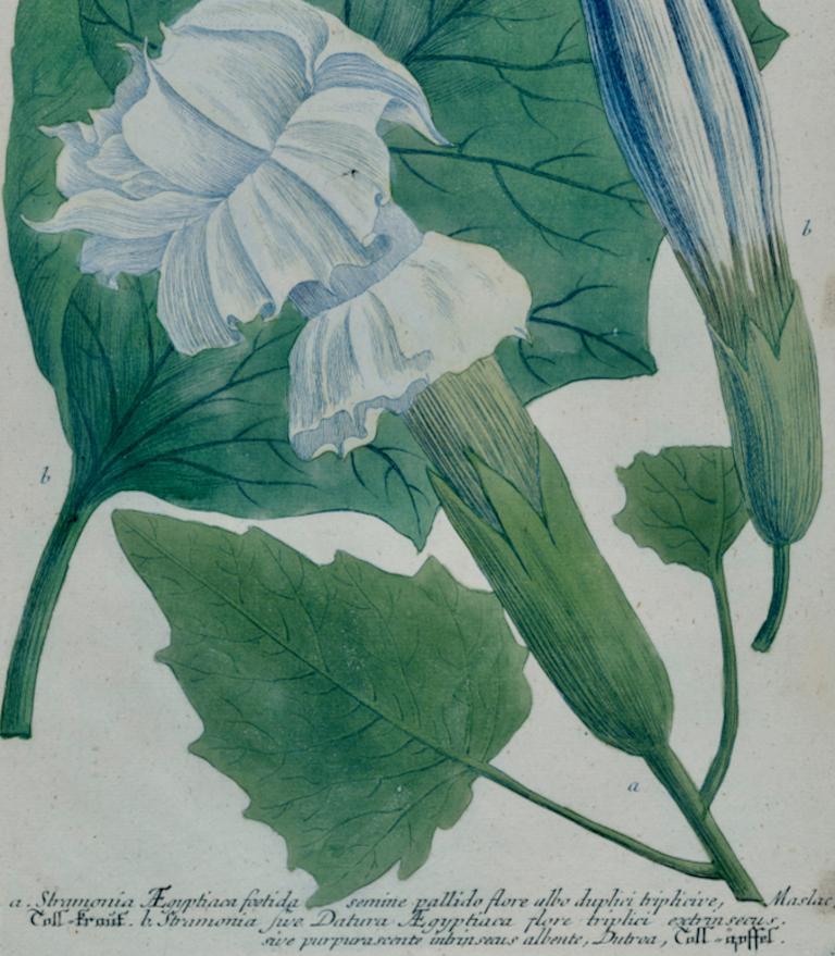 Jardinière trompette fleurie : gravure botanique colorée à la main par Weinmann, 18e siècle - Gris Landscape Print par Johann Wilhelm Weinmann