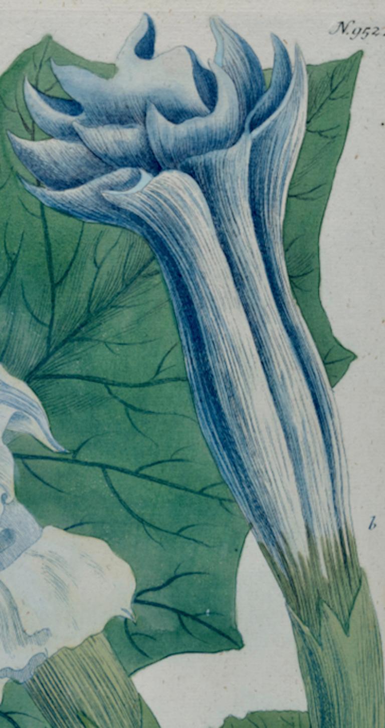 Cette gravure au trait et mezzotinte botanique coloriée à la main par Johann Wilhelm Weinmann (1683-1741) est intitulée 
