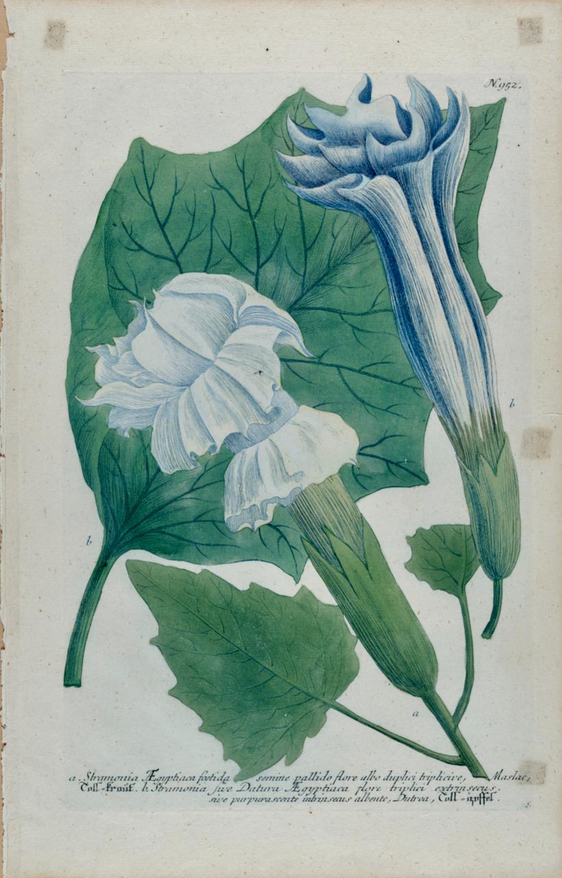 Planta Trompeta en Flor: Grabado botánico coloreado a mano del siglo XVIII por Weinmann