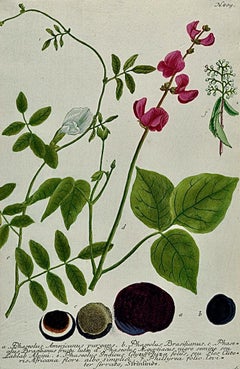 Flowering Wild Bean Plant: 18th C. Hand-colored Botanical Engraving by Weinmann