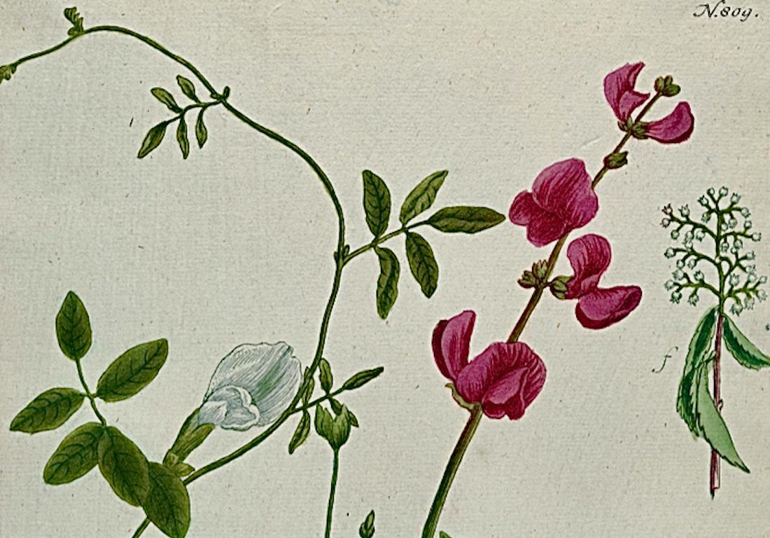 Flowering Wild Bean Plant: 18th C. Hand-colored Botanical Engraving by Weinmann - Naturalistic Print by Johann Wilhelm Weinmann