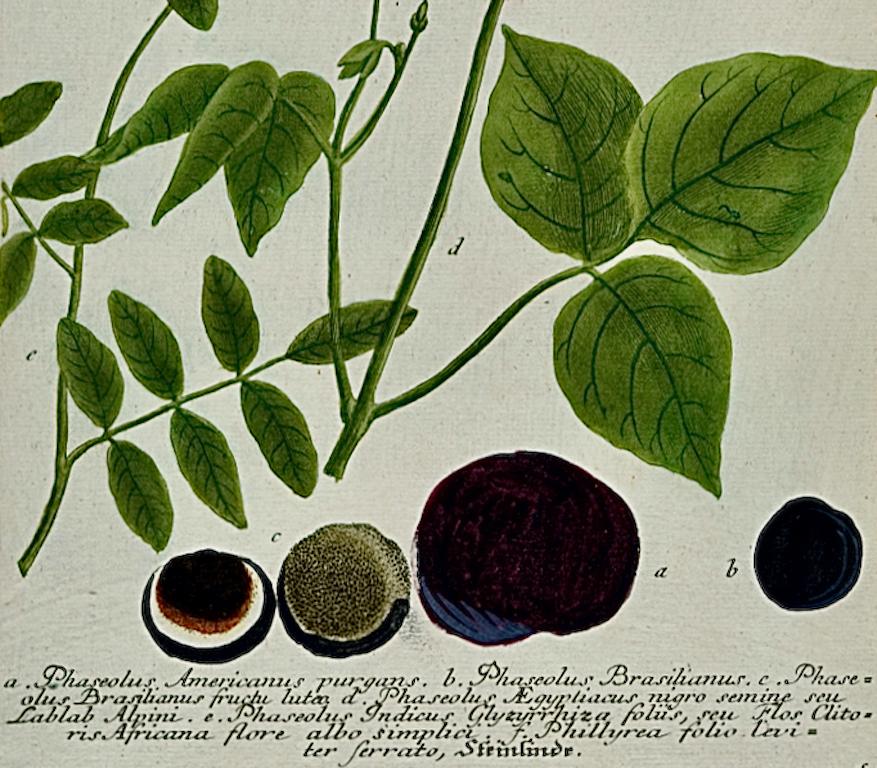 Flowering Wild Bean Plant: 18th C. Hand-colored Botanical Engraving by Weinmann - Beige Still-Life Print by Johann Wilhelm Weinmann