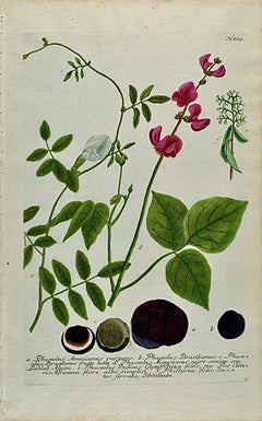 Flowering Wild Bean Plant: 18th C. Hand-colored Botanical Engraving by Weinmann