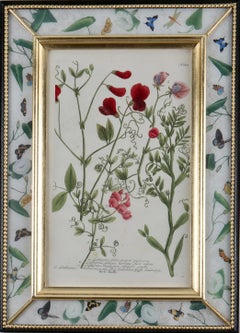 Framed eighteenth century botanical engraving in a decalcomania frame.