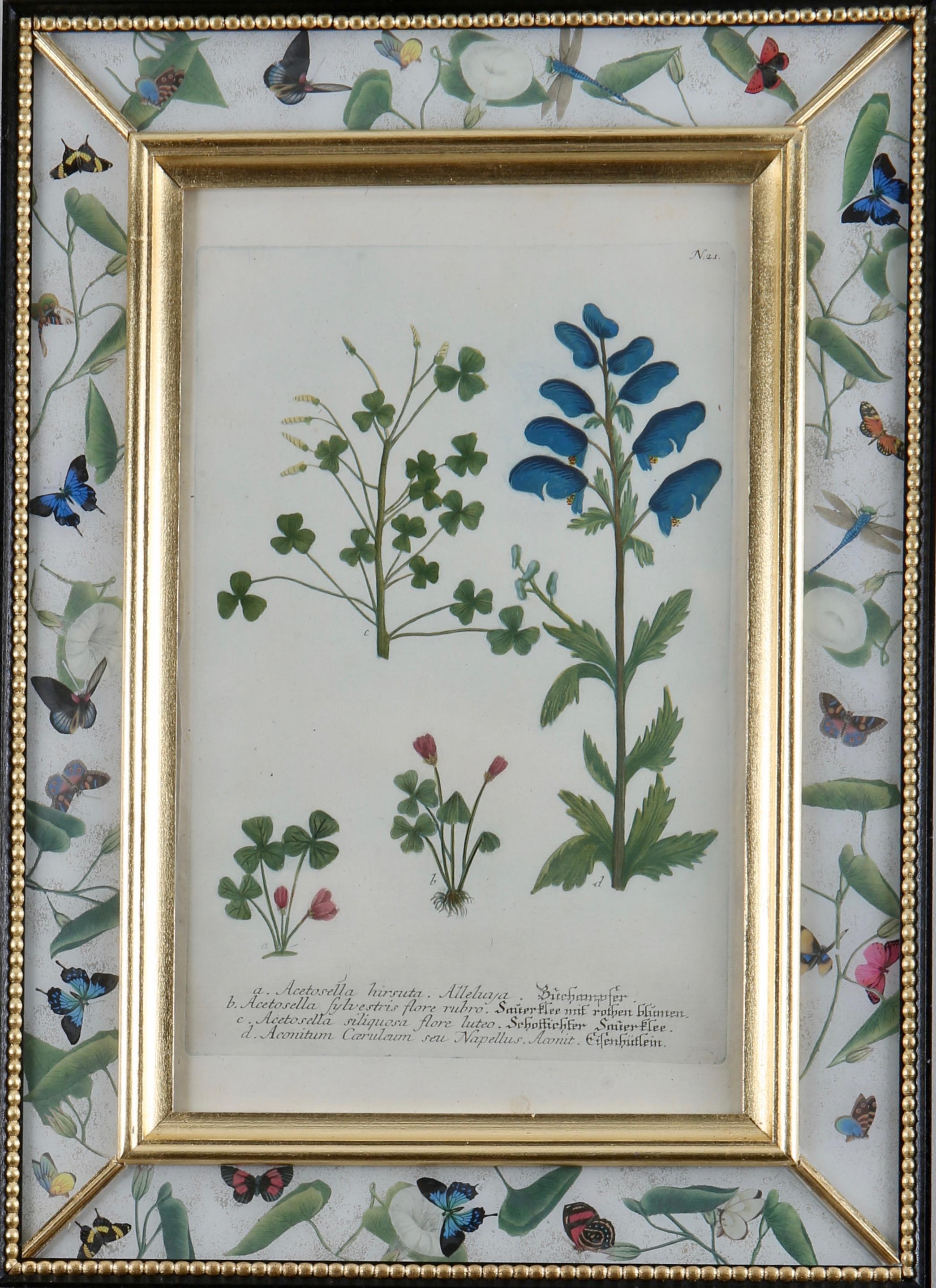 Framed eighteenth century botanical engraving in a decalcomania frame.