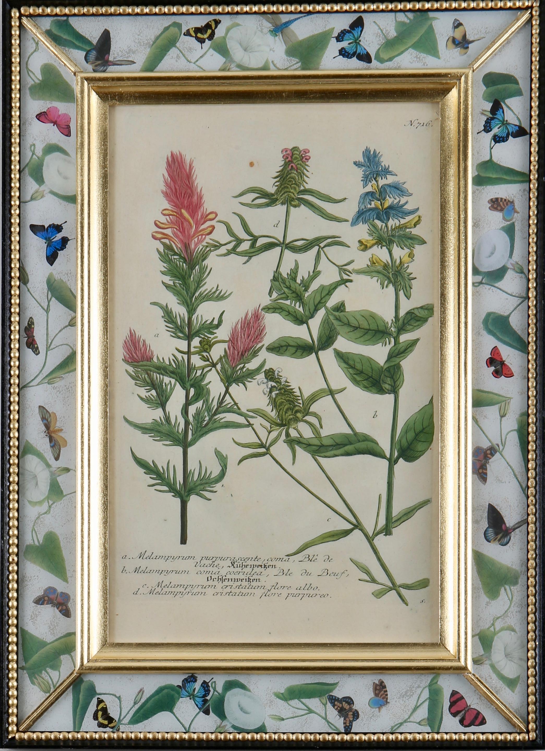 Johann Wilhelm Weinmann Figurative Print - Framed eighteenth century botanical engraving in a decalcomania frame.