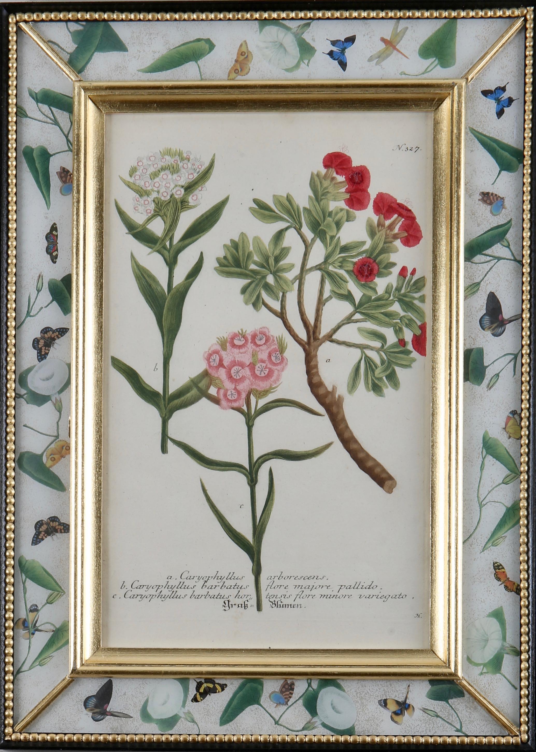 Johann Wilhelm Weinmann Figurative Print - Framed eighteenth century botanical engraving in a decalcomania frame.