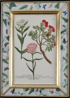 Framed eighteenth century botanical engraving in a decalcomania frame.