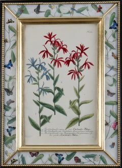 Framed eighteenth century botanical engraving in a decalcomania frame.