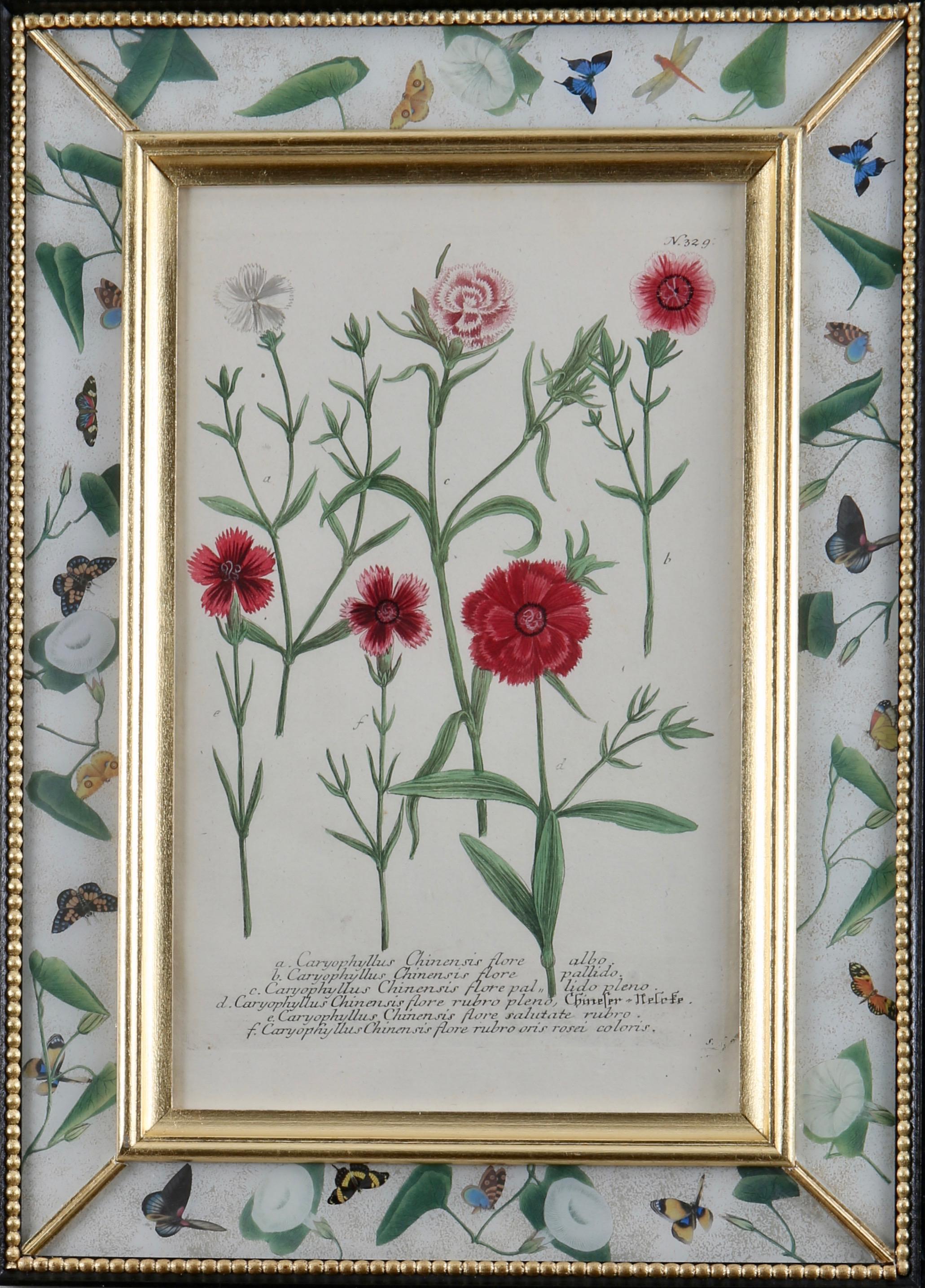 Johann Wilhelm Weinmann Figurative Print - Framed eighteenth century botanical engraving in a decalcomania frame.