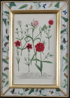 Framed eighteenth century botanical engraving in a decalcomania frame.