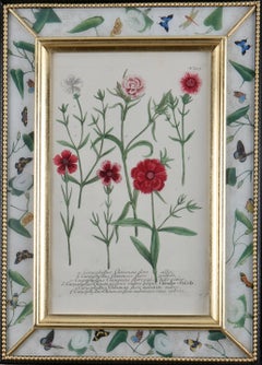 Framed eighteenth century botanical engraving in a decalcomania frame.