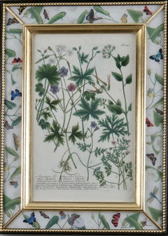 Antique Framed eighteenth century botanical engraving in a decalcomania frame.