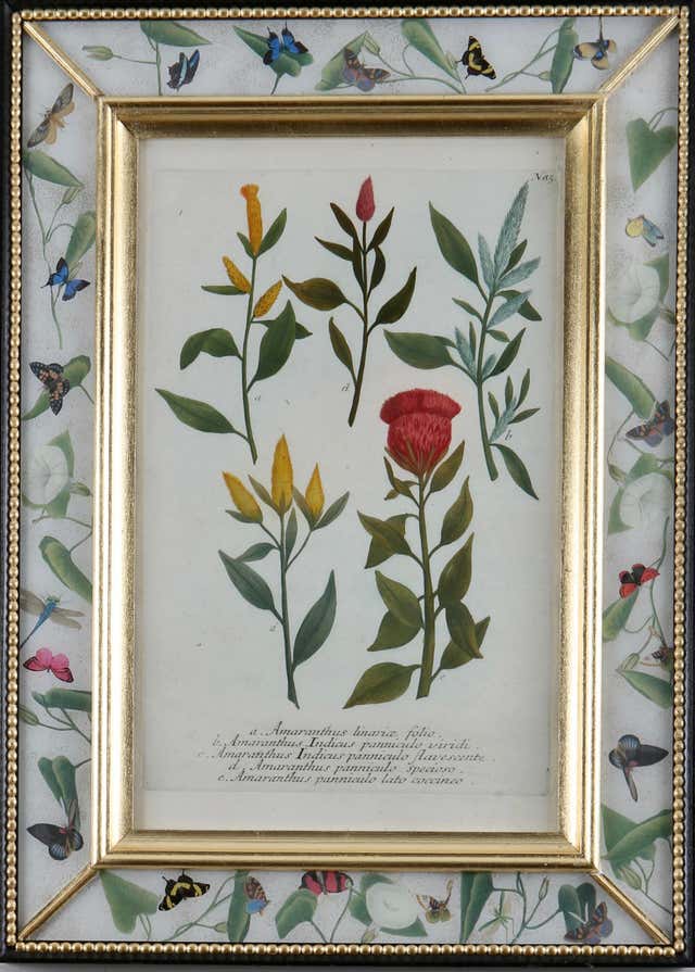 Johann Wilhelm Weinmann - Framed eighteenth century botanical engraving