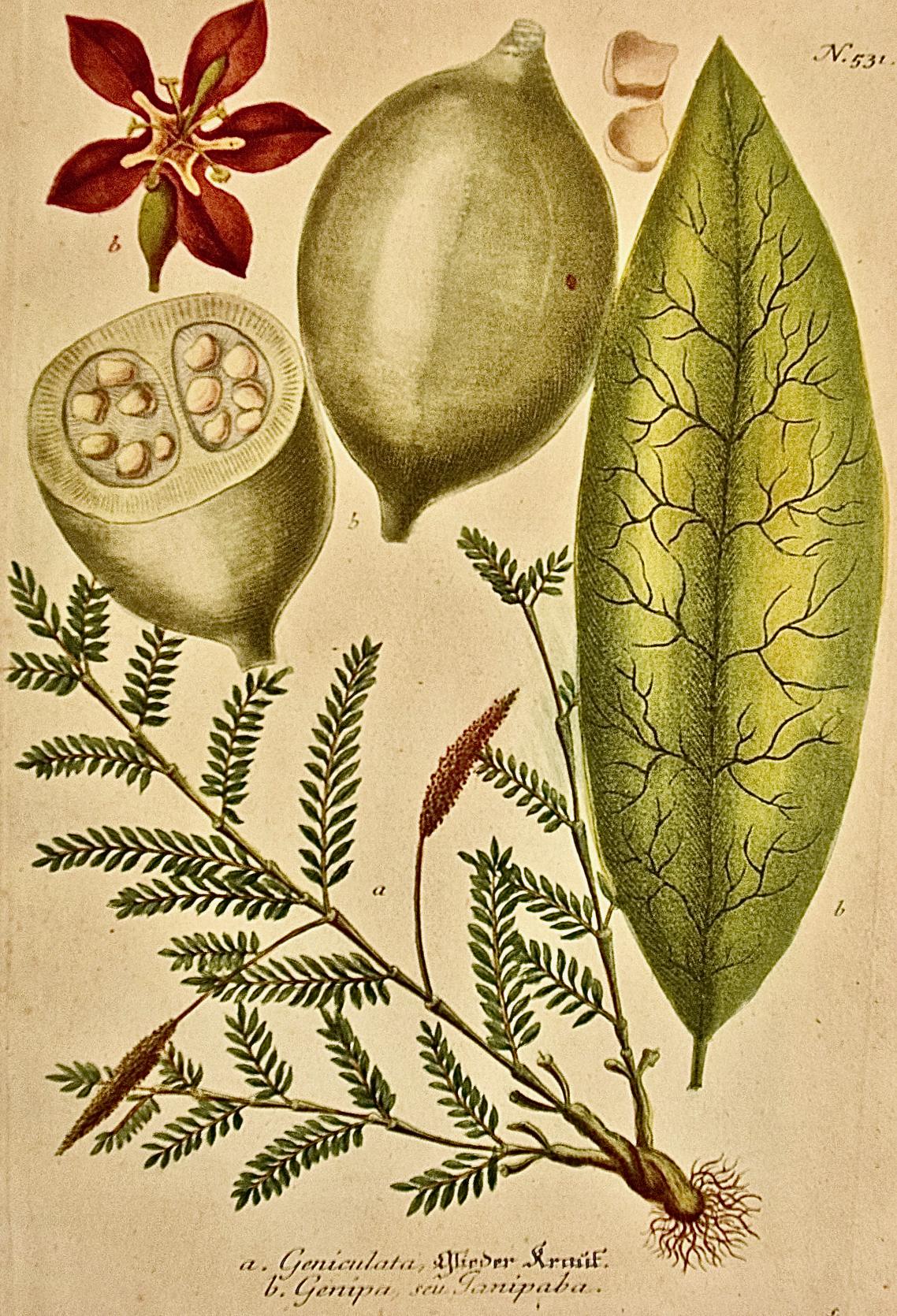 Genip Tree & Fruit: An 18th C. Hand-colored Botanical Engraving by J. Weinmann - Print by Johann Wilhelm Weinmann
