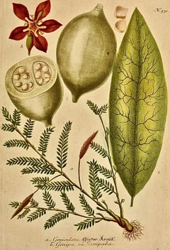 Genip Tree & Fruit: An 18th C. Hand-colored Botanical Engraving by J. Weinmann