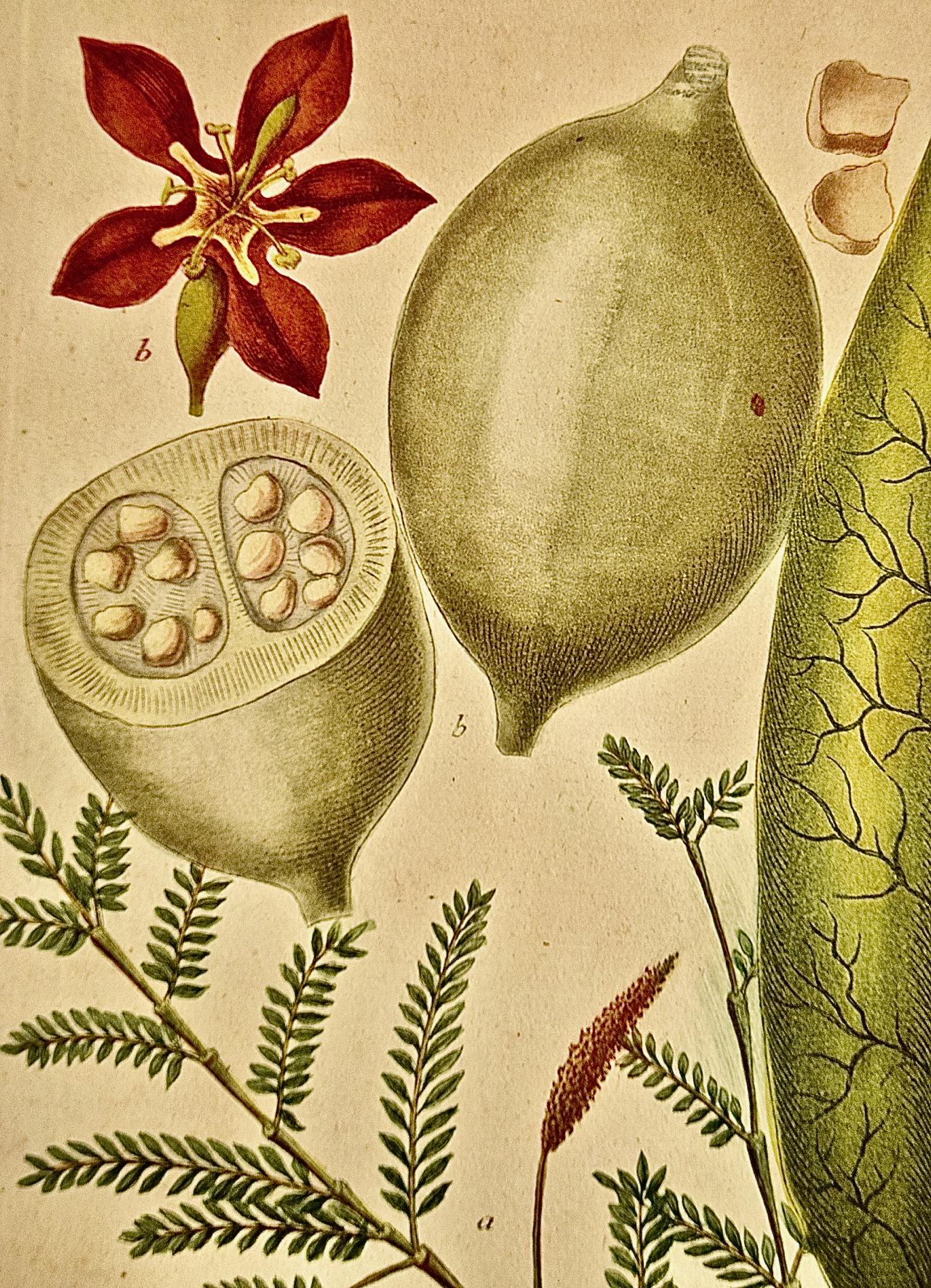 Genip Tree & Fruit: An 18th C. Hand-colored Botanical Engraving by J. Weinmann - Naturalistic Print by Johann Wilhelm Weinmann