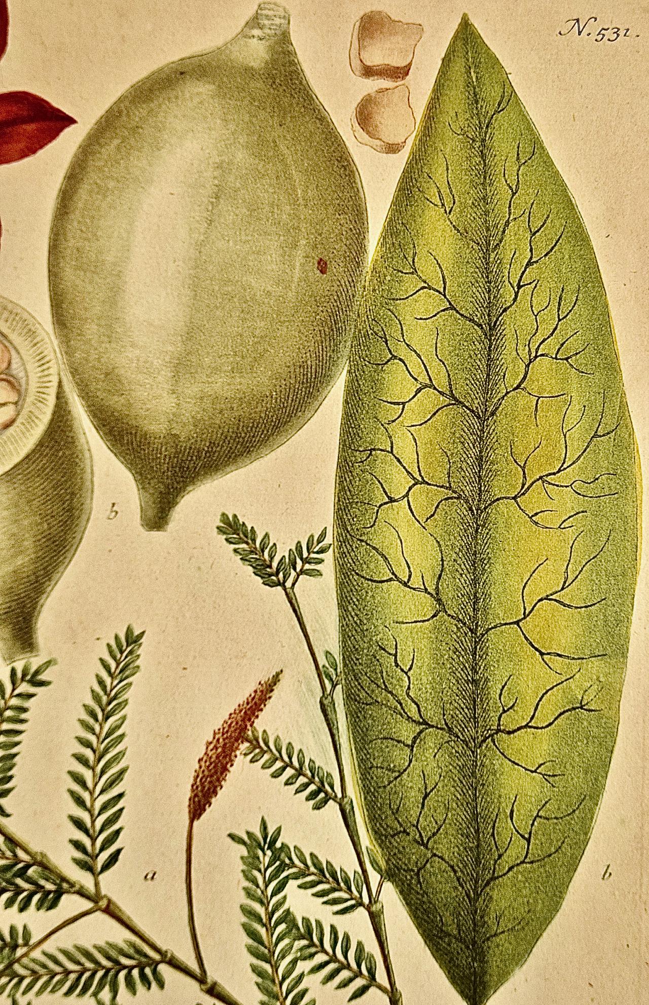 Genip Tree & Fruit: An 18th C. Hand-colored Botanical Engraving by J. Weinmann - Beige Still-Life Print by Johann Wilhelm Weinmann