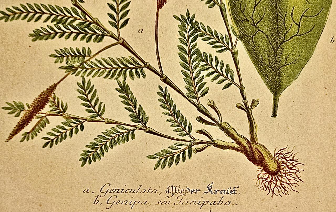 This hand-colored botanical mezzotint and line engraving by Johann Wilhelm Weinmann (1683-1741) is entitled 