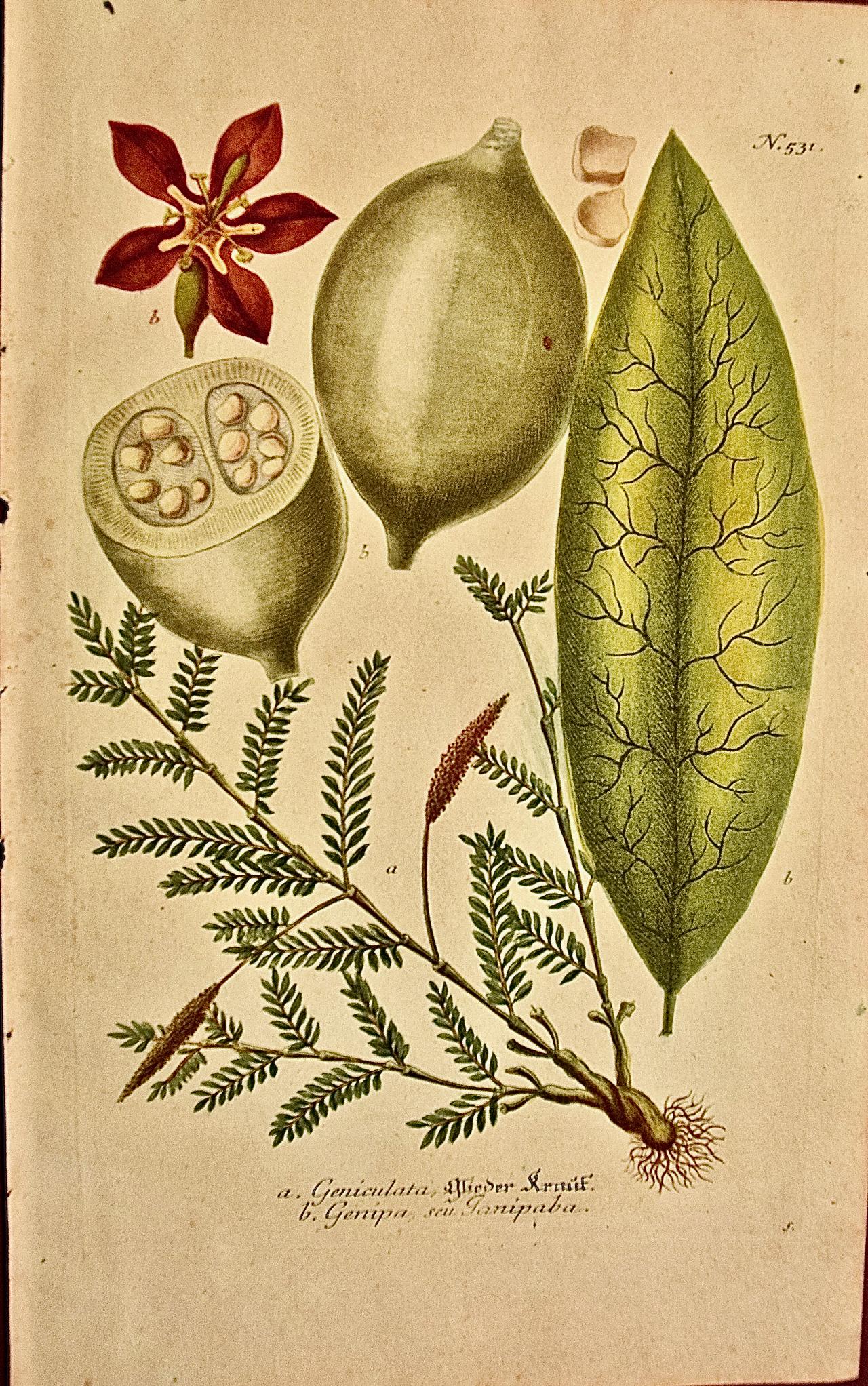 Johann Wilhelm Weinmann Still-Life Print - Genip Tree & Fruit: An 18th C. Hand-colored Botanical Engraving by J. Weinmann