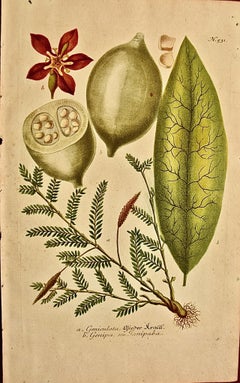 Genip Tree & Fruit: An 18th C. Hand-colored Botanical Engraving by J. Weinmann